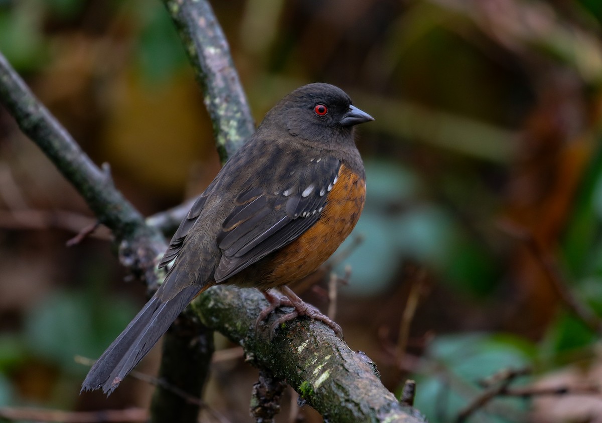 Spotted Towhee - ML84884741