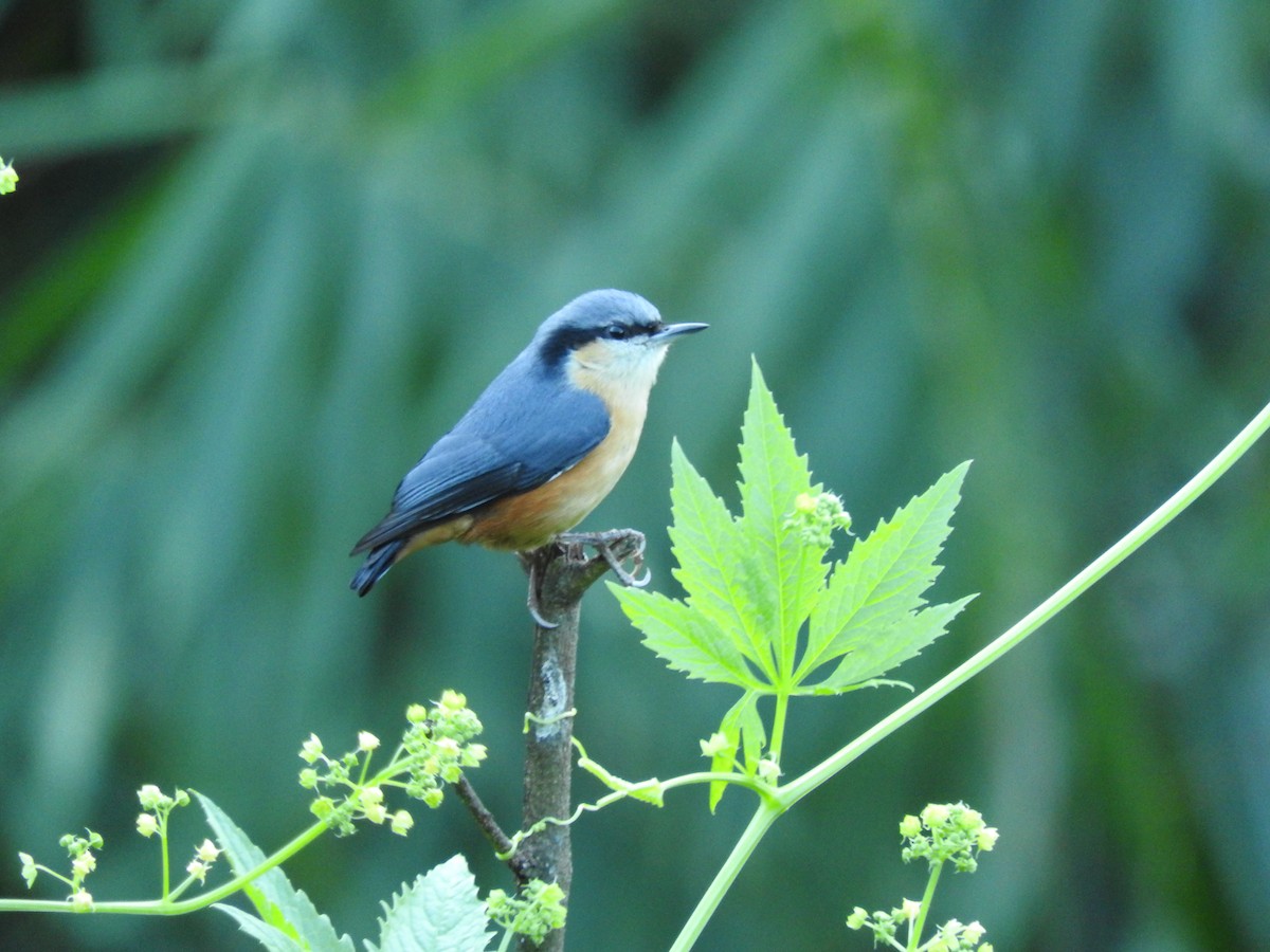White-tailed Nuthatch - ML84887261