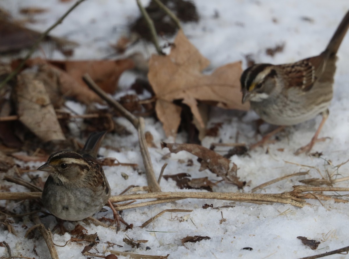 White-throated Sparrow - Elizabeth Curley