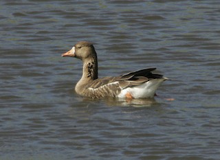 Greater White-fronted Goose (Western), ML84894331