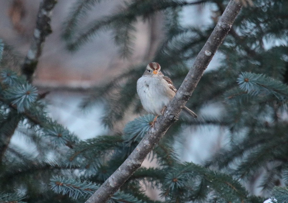 White-crowned Sparrow - ML84895161
