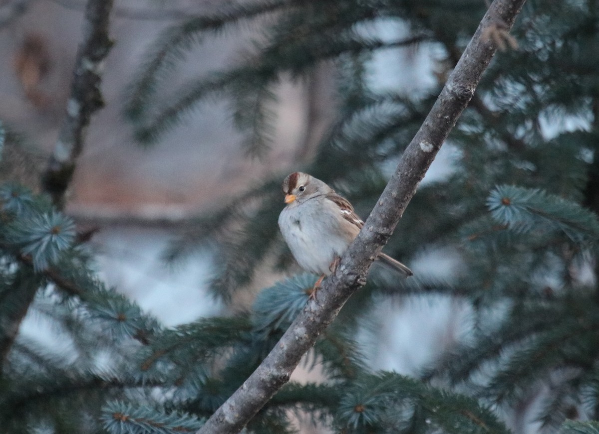 White-crowned Sparrow - ML84895201