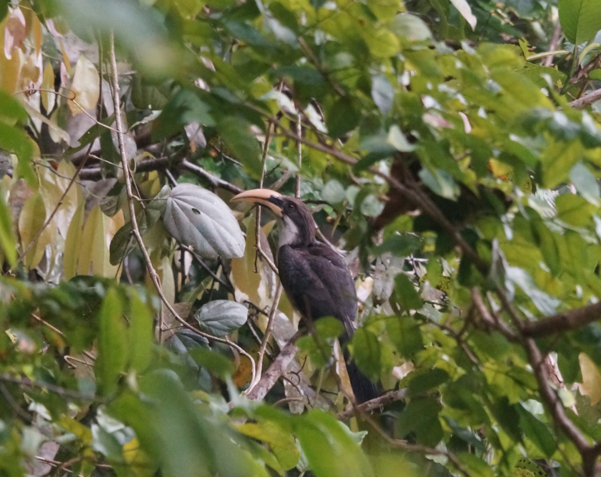 Sri Lanka Gray Hornbill - ML84895541