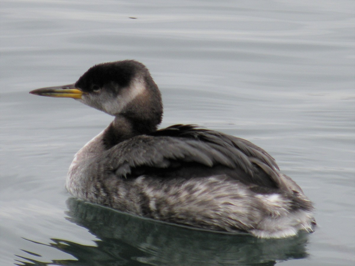 Red-necked Grebe - ML84896831