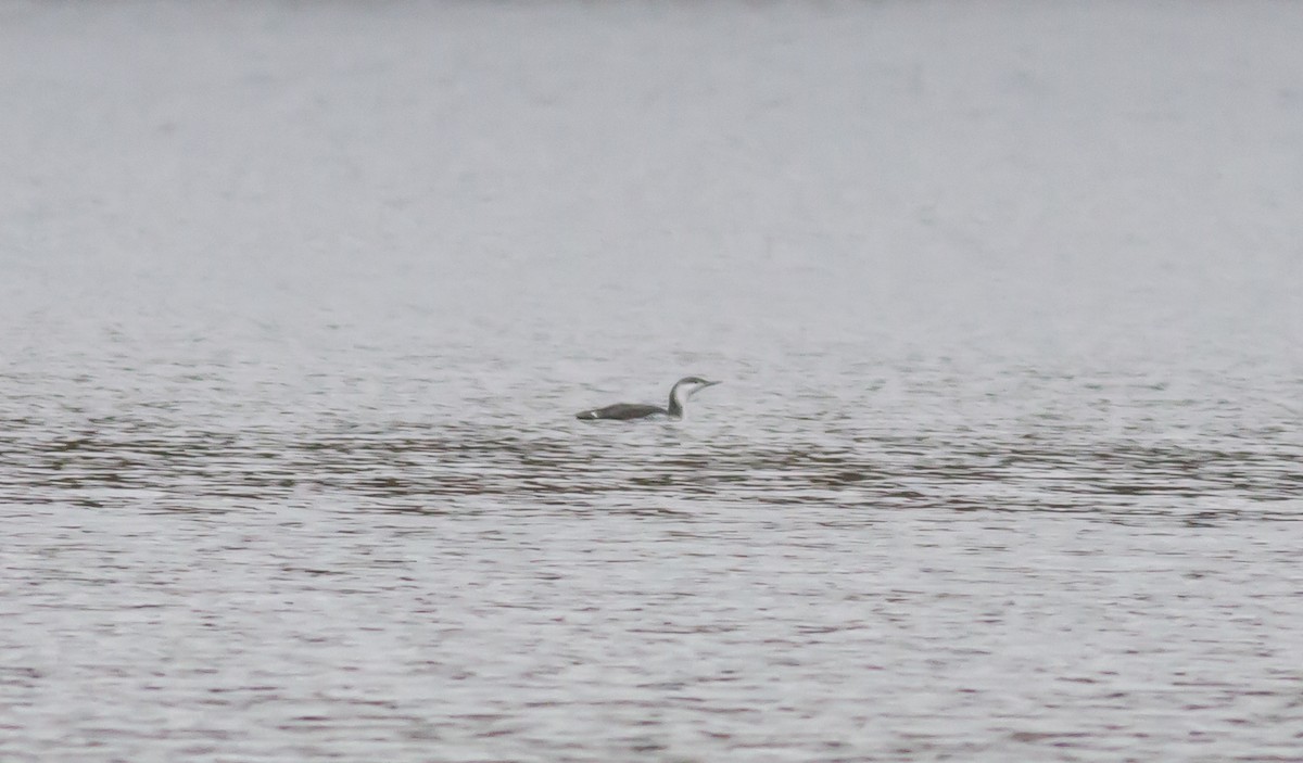 Red-throated Loon - Nick Pulcinella