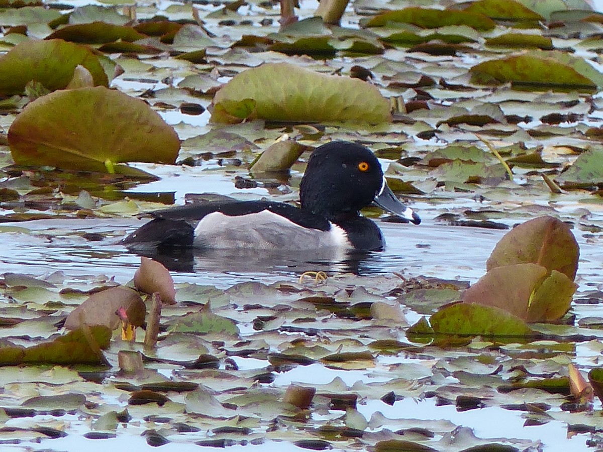 Ring-necked Duck - Ron Smith