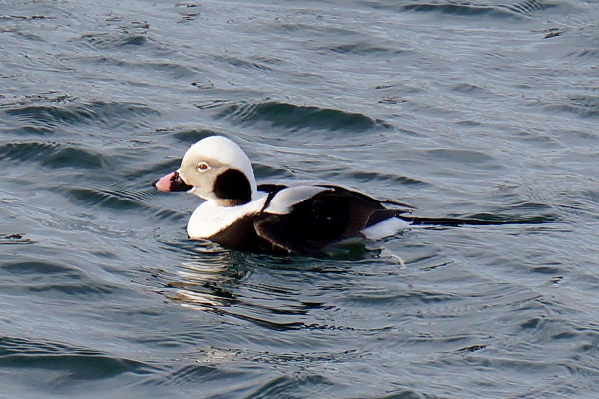 Long-tailed Duck - ML84898571