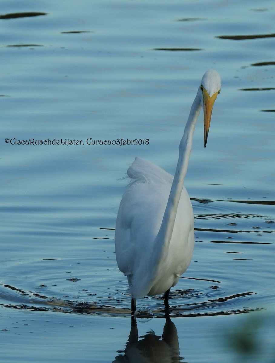 Great Egret - Cisca  Rusch