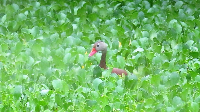 Black-bellied Whistling-Duck (autumnalis) - Charmaine  Swart