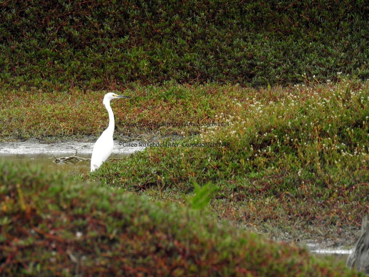 Snowy Egret - Cisca  Rusch