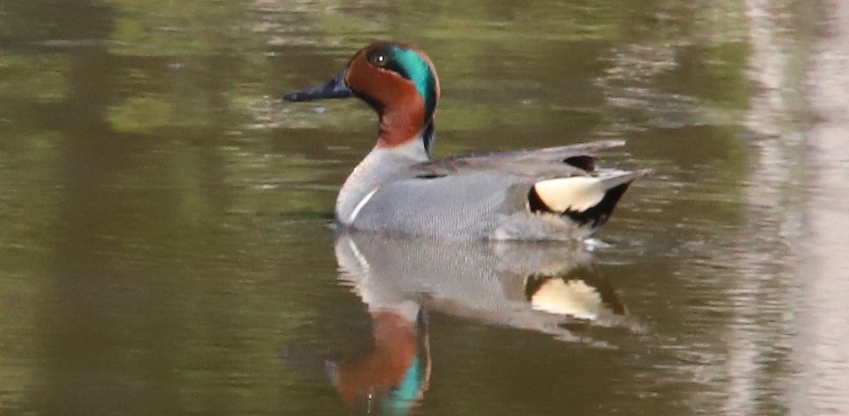 Green-winged Teal - ML84903091