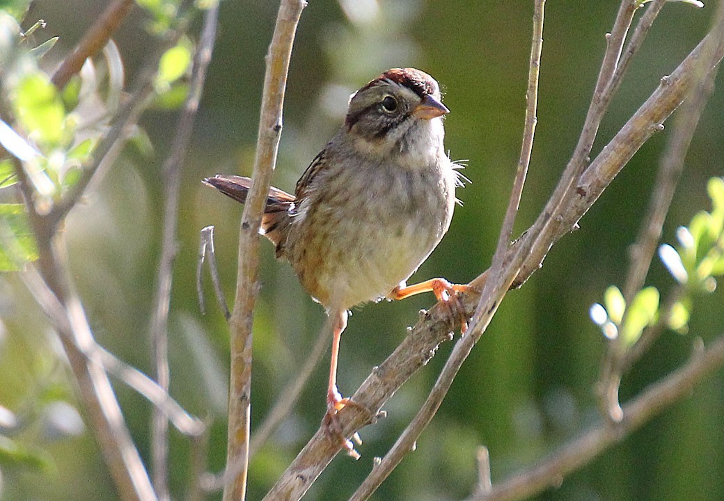 Swamp Sparrow - ML84903601
