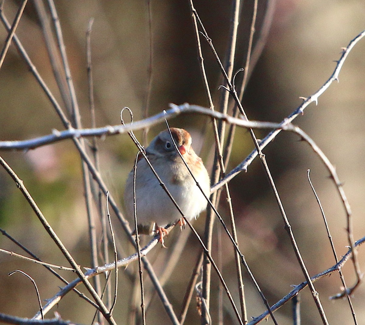 Field Sparrow - ML84905421