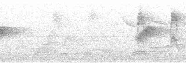 Мухоїд світлогорлий (підвид sulphurescens) - ML84907