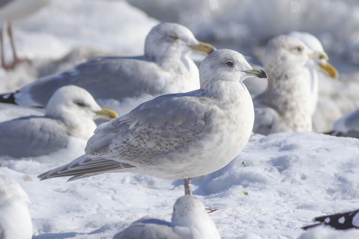 Iceland Gull (kumlieni) - Charmaine Anderson