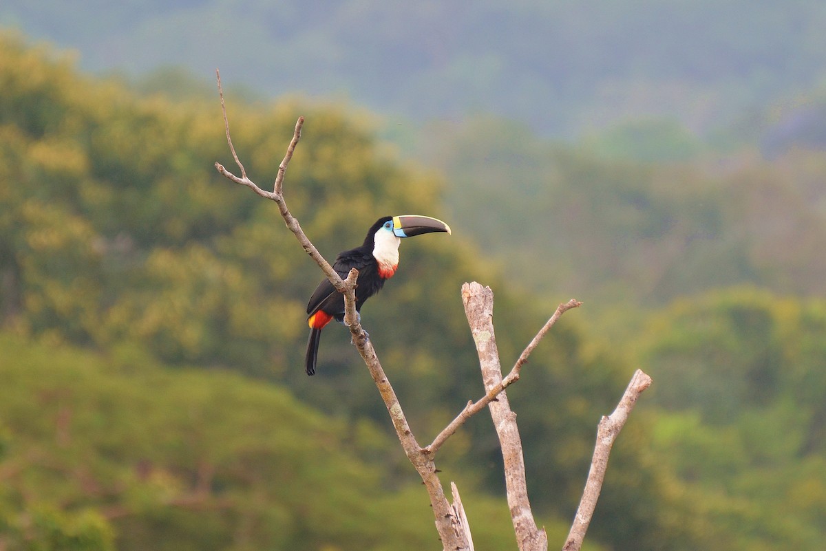 White-throated Toucan - Henry Cook