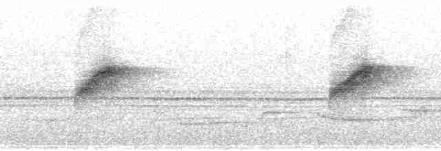 Мухоїд світлогорлий (підвид sulphurescens) - ML84909