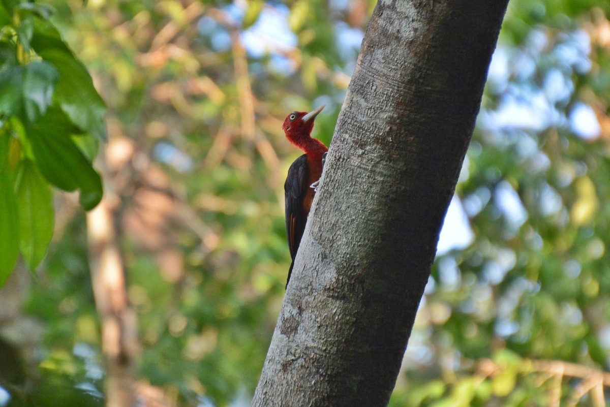 Red-necked Woodpecker - ML84909901