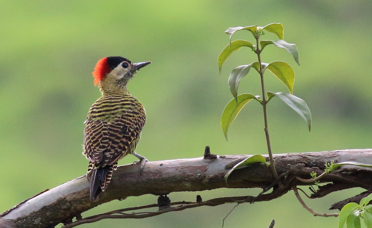 Green-barred Woodpecker - ML84910951