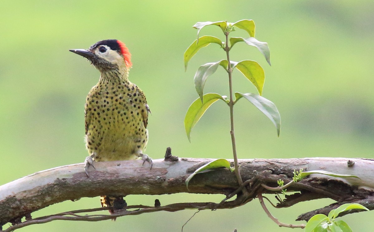 Green-barred Woodpecker - ML84910971