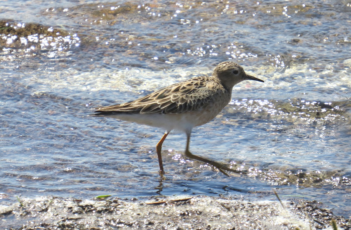 Buff-breasted Sandpiper - Lindsey Duval