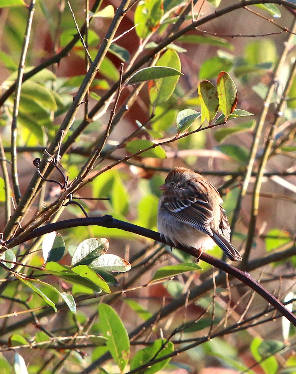 Field Sparrow - ML84912021