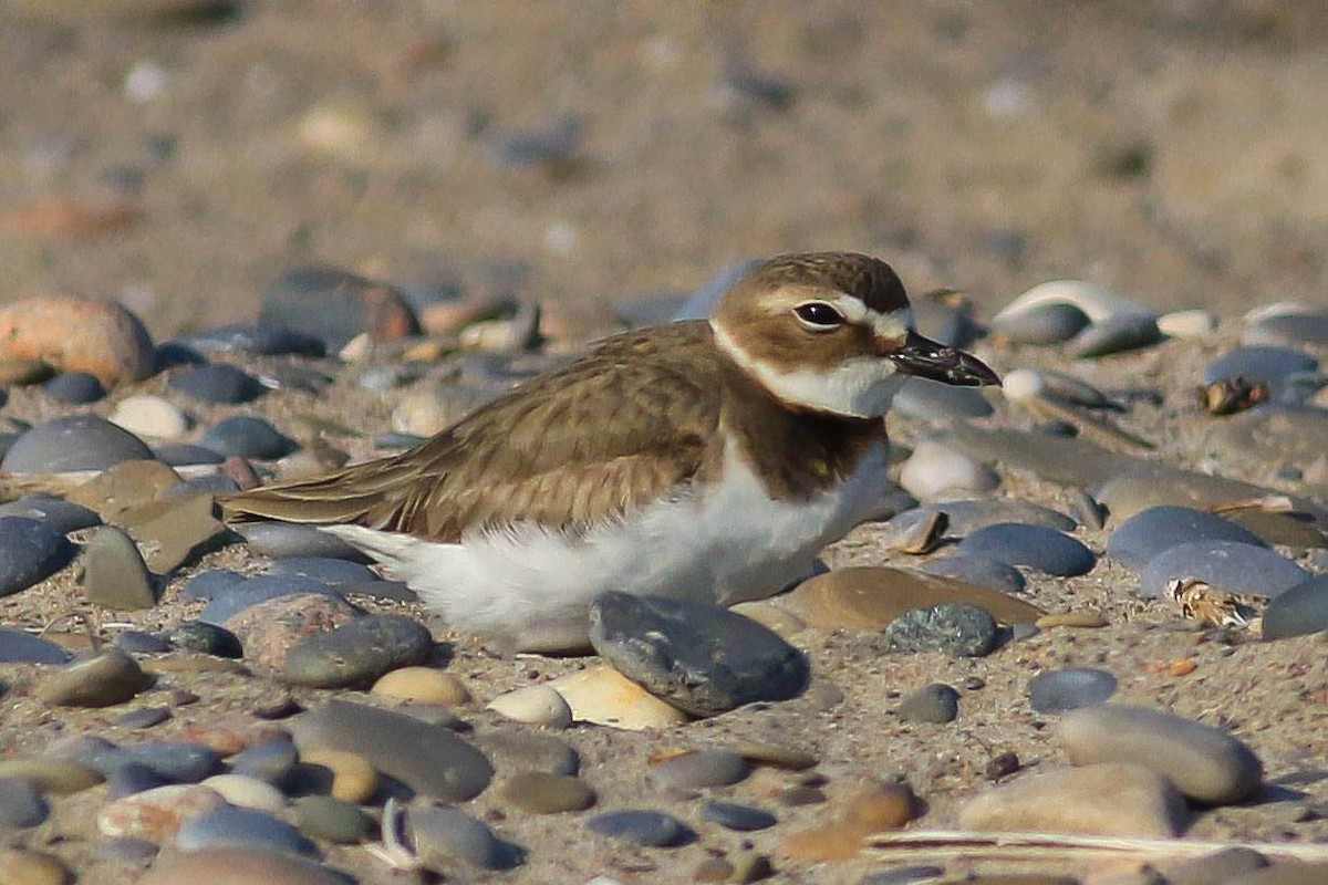 Wilson's Plover - Charmaine Anderson