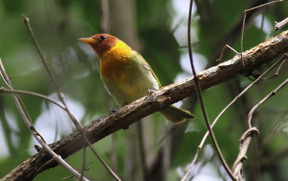 Rufous-headed Tanager - ML84914381