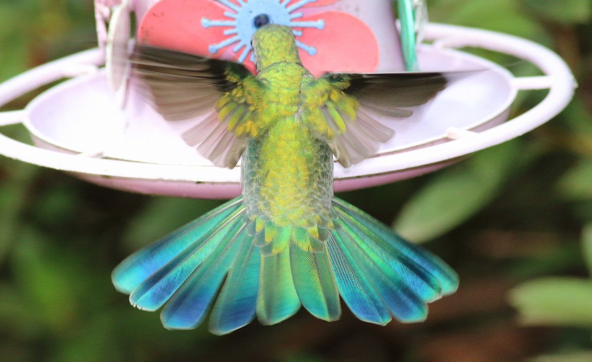 kolibřík ametystouchý - ML84914691