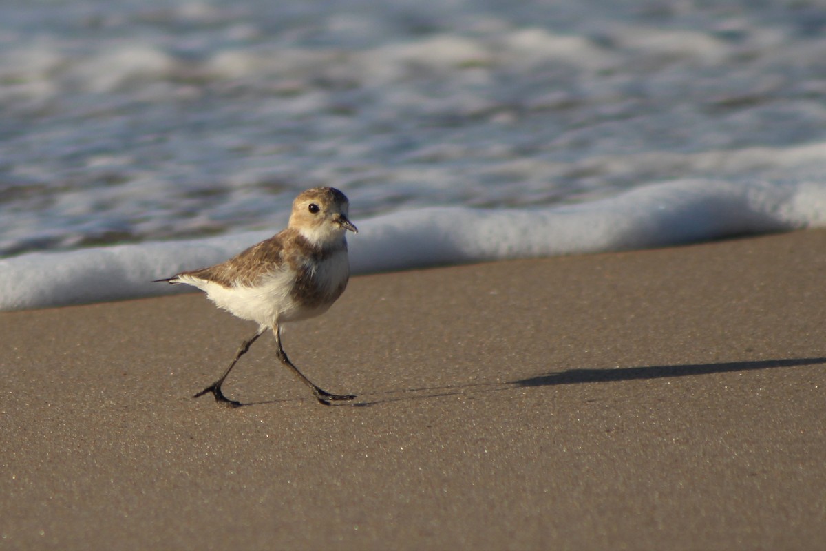 Two-banded Plover - Gustavo Fernandez Pin
