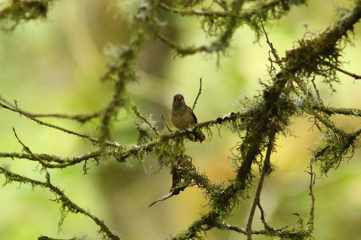 Speckled Hummingbird - ML84919521
