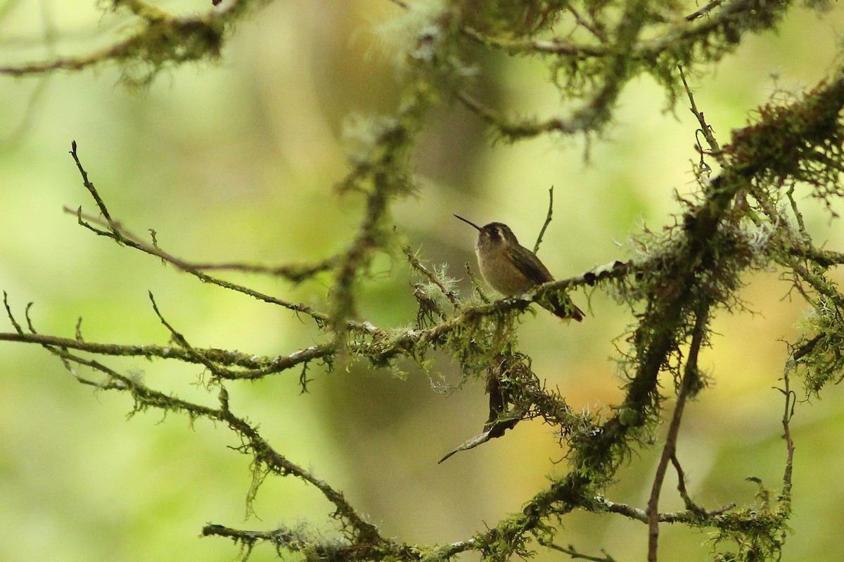 Speckled Hummingbird - ML84919531
