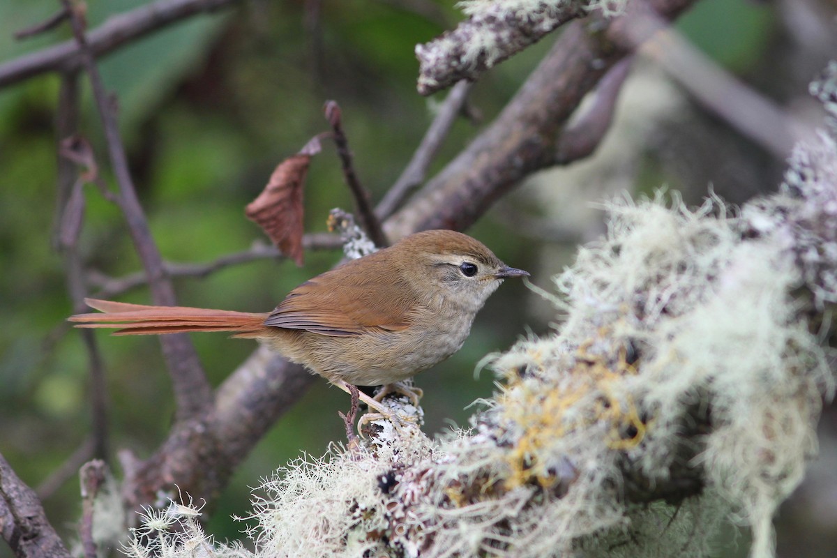 Sooty-fronted Spinetail - ML84920131