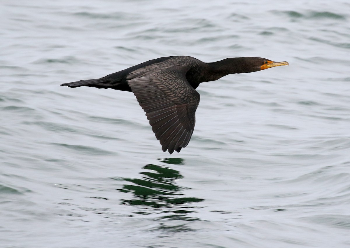 Double-crested Cormorant - Charlotte Byers