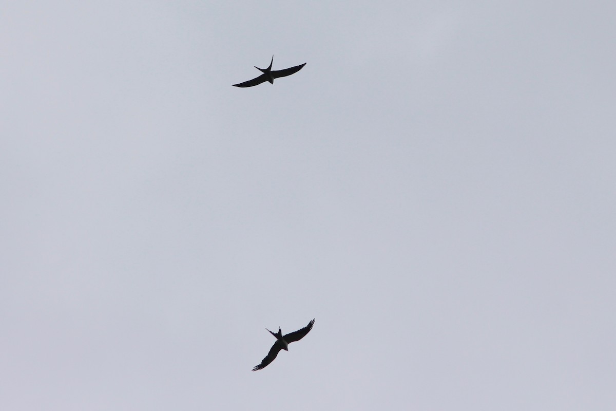 Swallow-tailed Kite - ML84921831