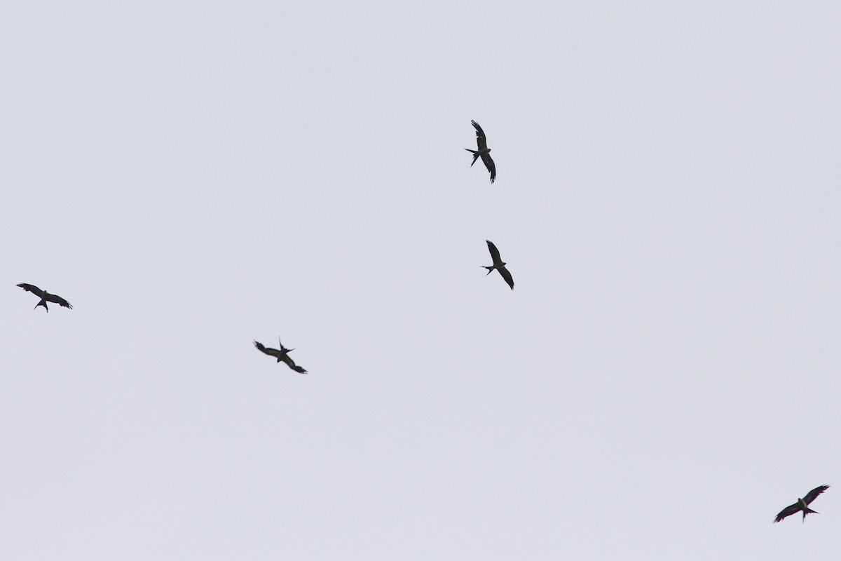 Swallow-tailed Kite - ML84921841