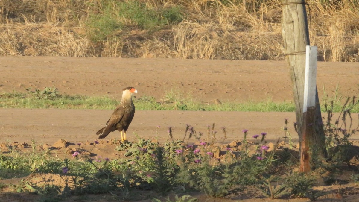 Crested Caracara (Southern) - Charmaine  Swart