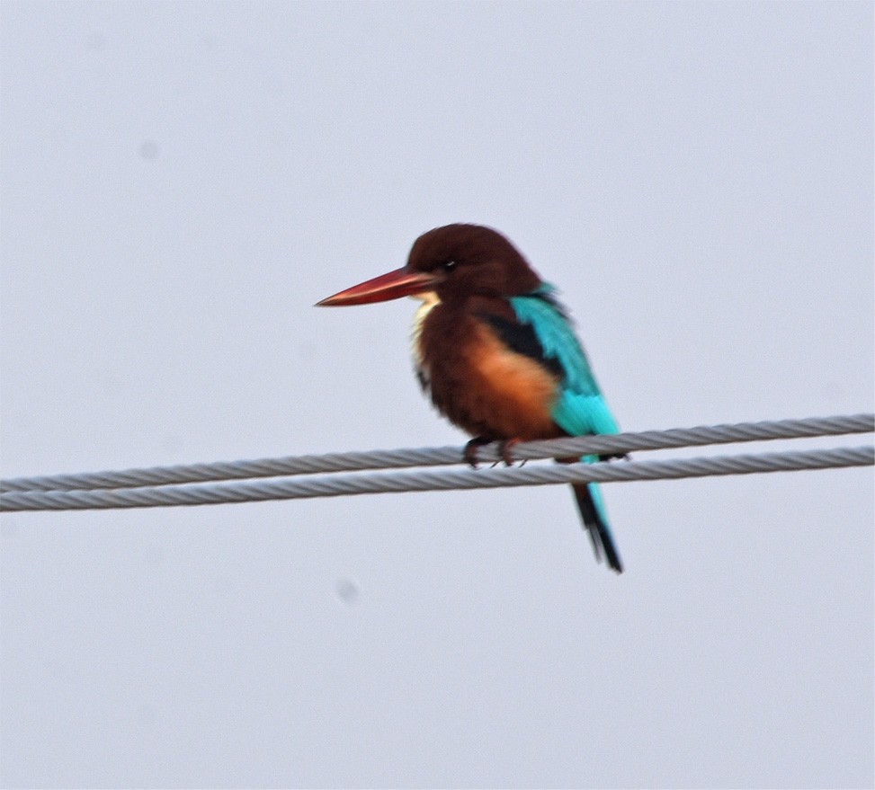 White-throated Kingfisher - Bob Zaremba