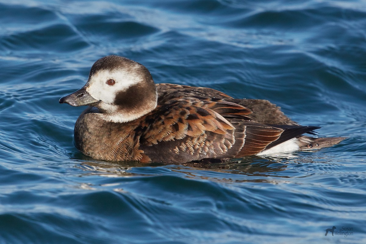 Long-tailed Duck - ML84925441