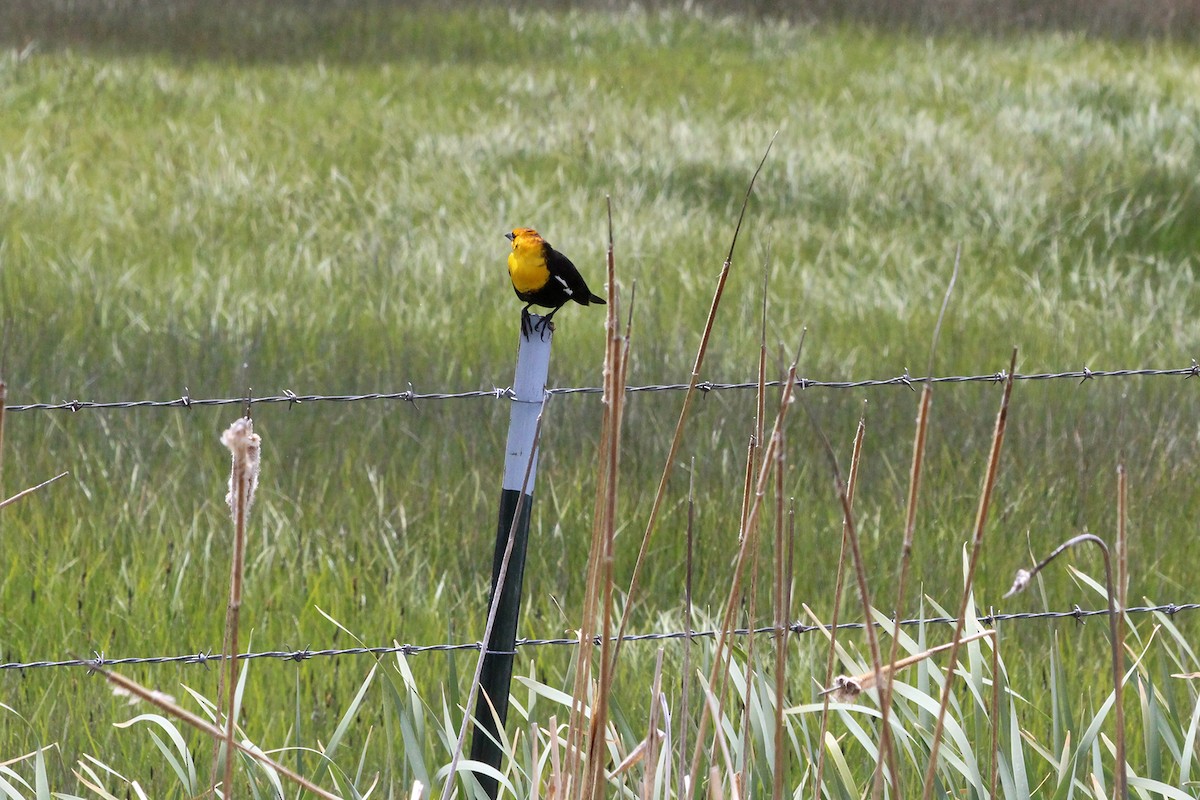 Yellow-headed Blackbird - ML84925521