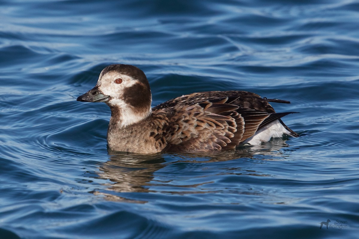 Long-tailed Duck - ML84925541