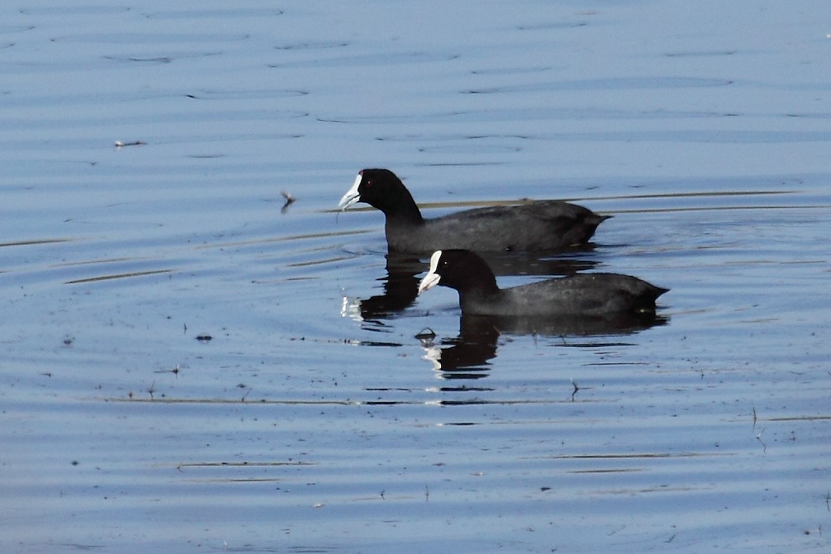 Red-knobbed Coot - ML84928181
