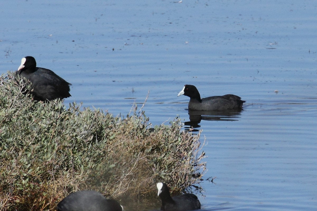 Red-knobbed Coot - ML84928191