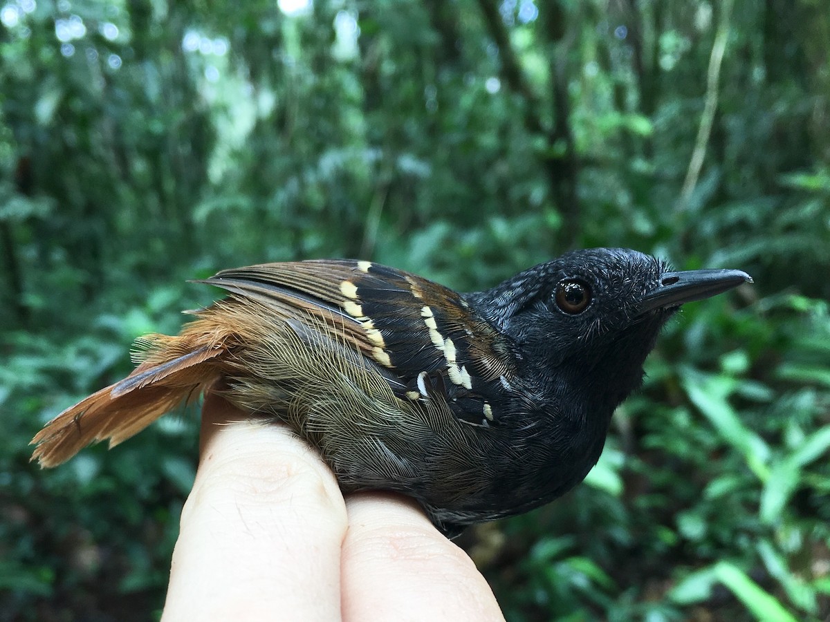 Chestnut-tailed Antbird - Oscar Johnson