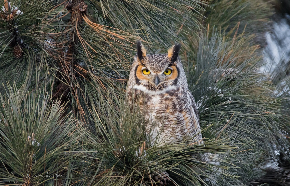Great Horned Owl - ML84928321