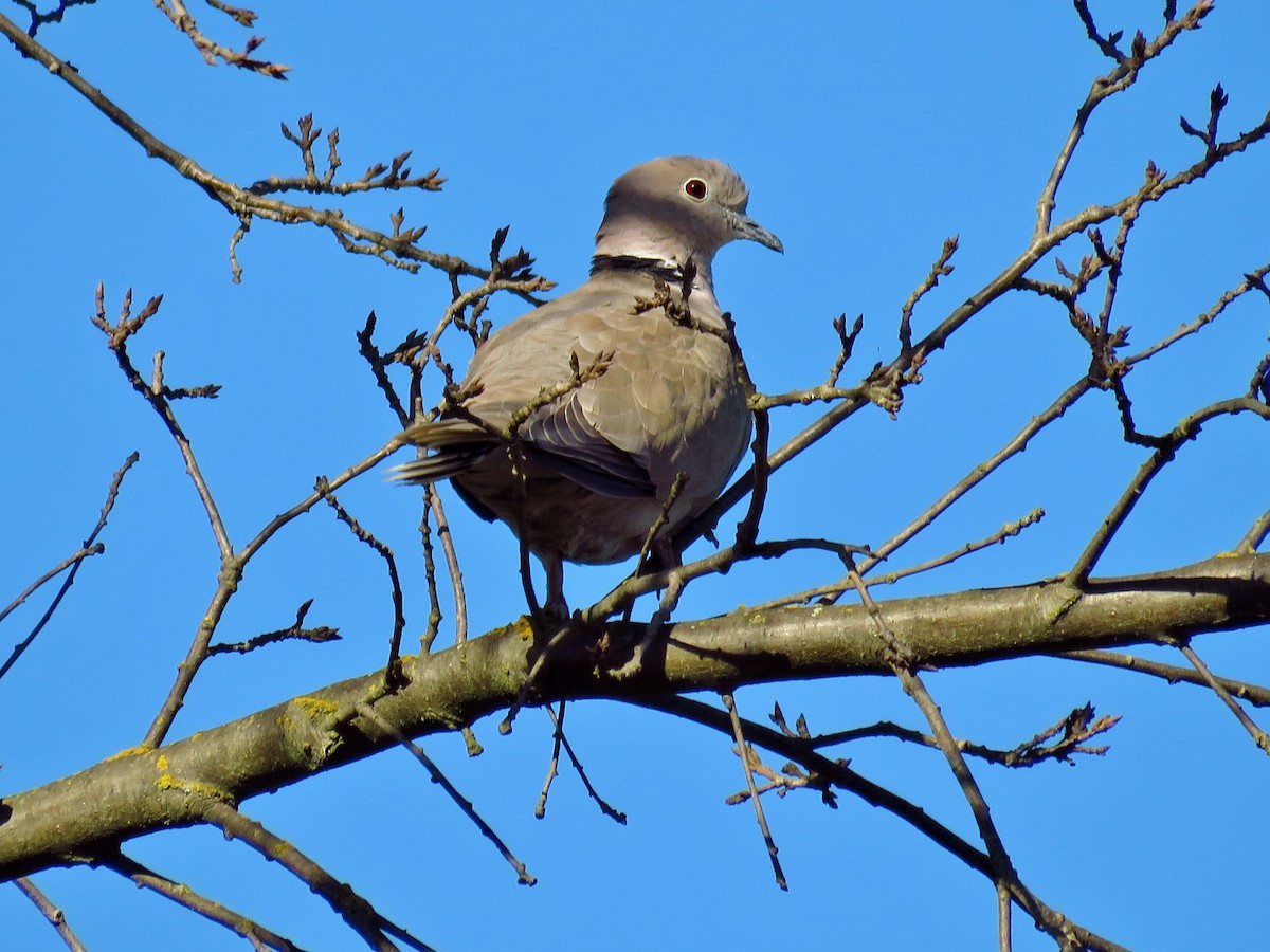 Eurasian Collared-Dove - Afton K