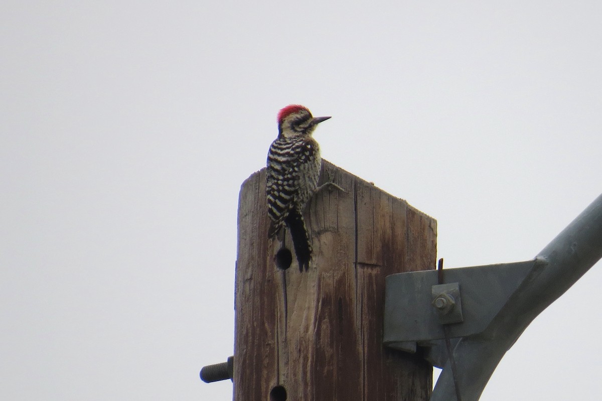 Ladder-backed Woodpecker - Lindsey Duval