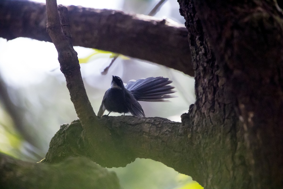 White-throated Fantail - ML84929881