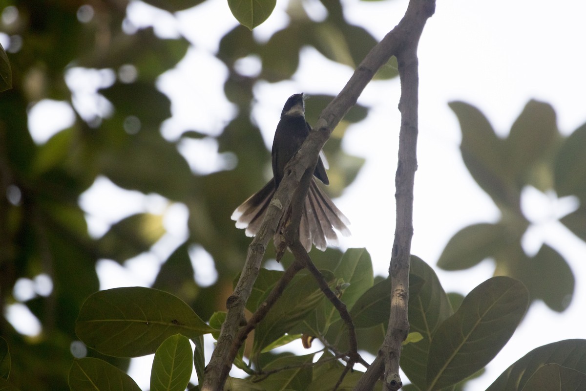 White-throated Fantail - ML84929901