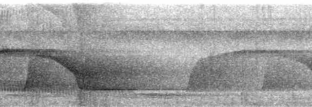 vaktelmaurfugl (torquata) - ML84930